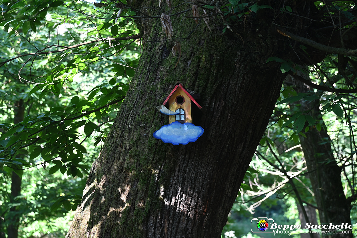 VBS_4662 - Il bosco fatato - Montaldo Roero.jpg